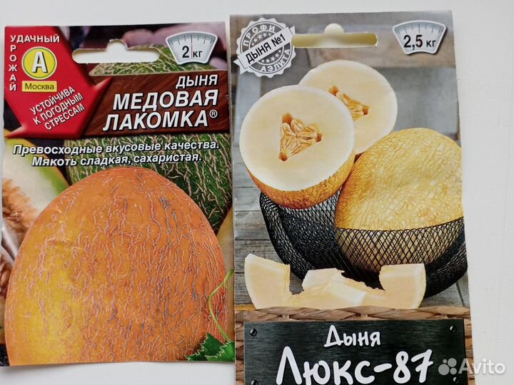 Рассада дыни