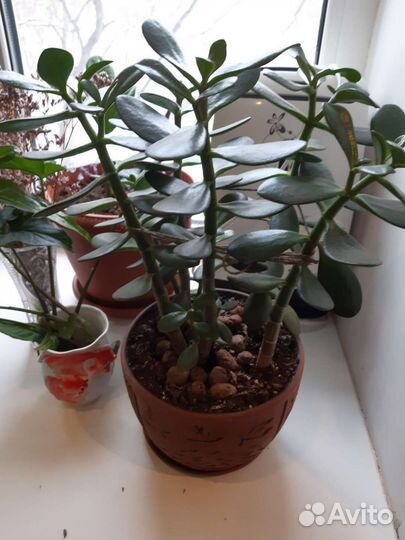 Продам цветы комнатные