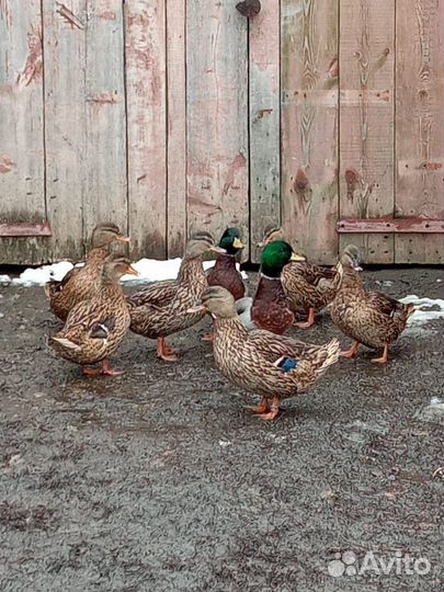 Подсадные утки