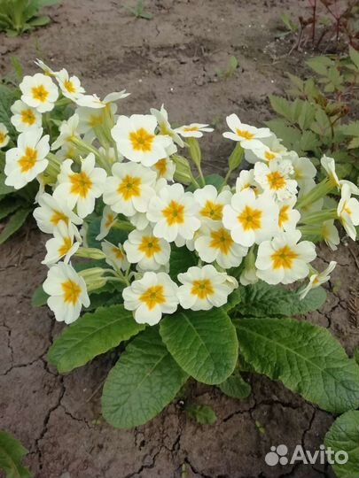 Многолетники ирисы, примулы