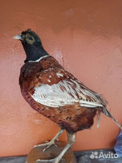 Чучело Птиц