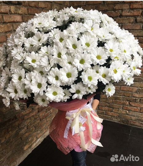 Хризантемы оптом от 15шт. 25,51,101 хризантема опт