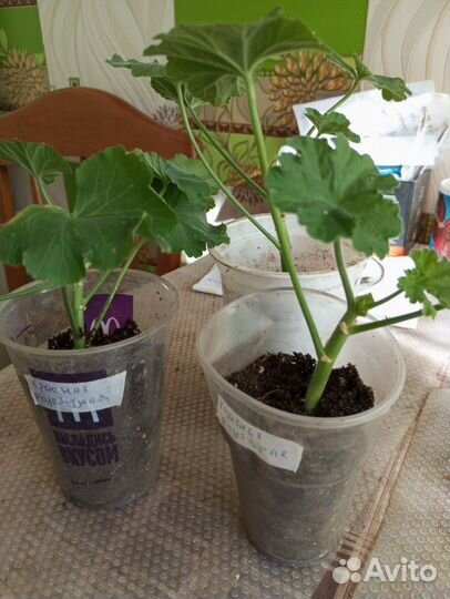 Пеларгония, есть Леона галактика