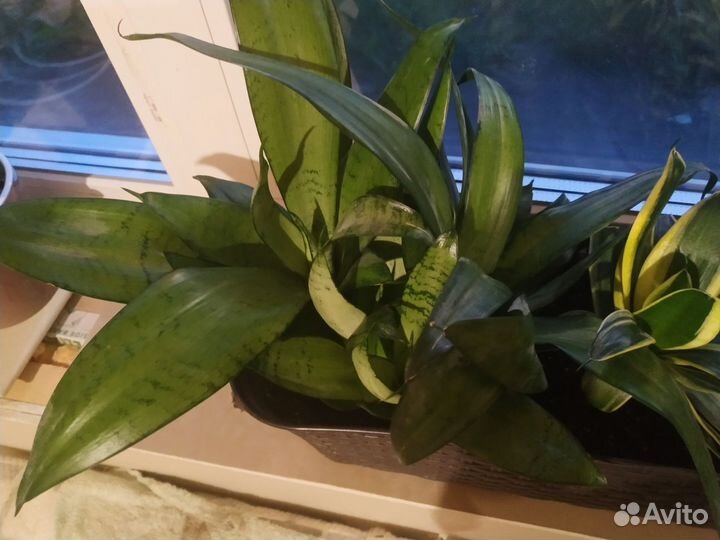 Сансевиерия сортовая