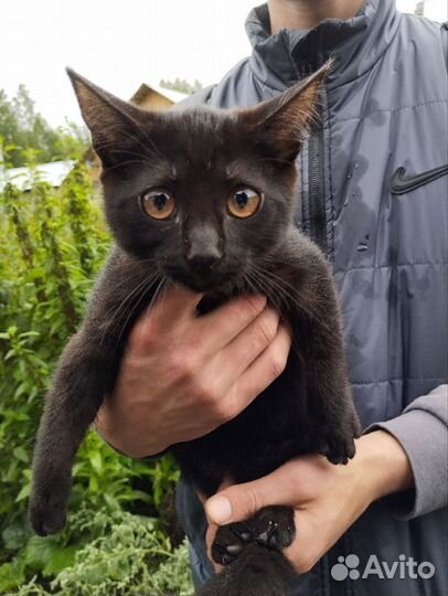 Котенок в добрые руки