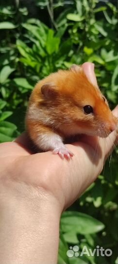 Сирийский хомяк