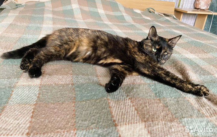 Ласкуша кисонька в добрые руки