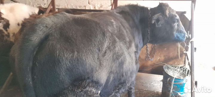 Скотина бык абердин-ангус