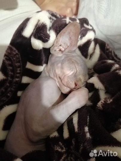 Сфинкс в добрые руки