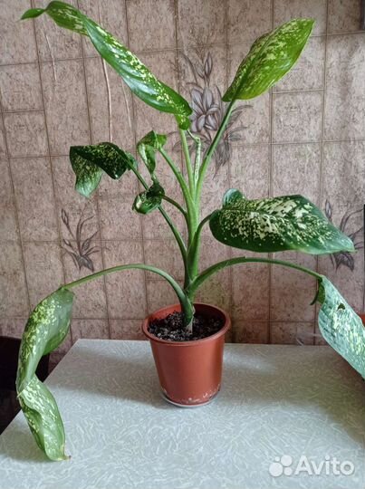 Диффенбахия