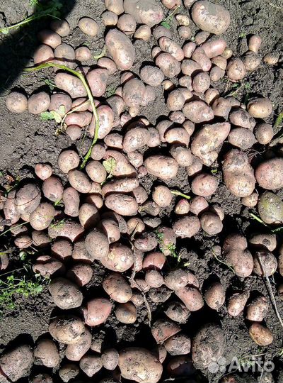 Картофель на еду деревенский