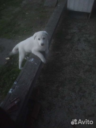 Собака с щенком