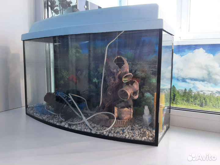 Аквариум и аксессуары