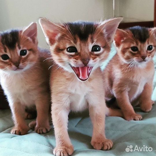 Абиссинская