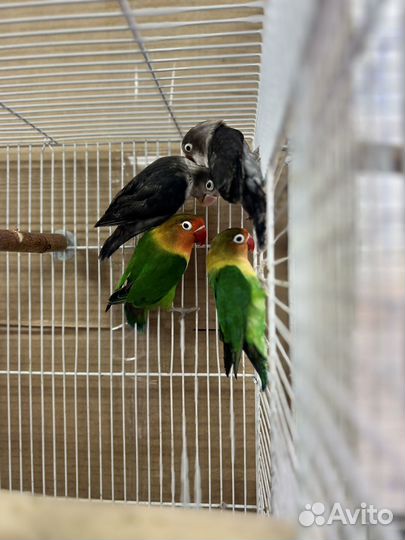 Попугаи неразлучники в наличии
