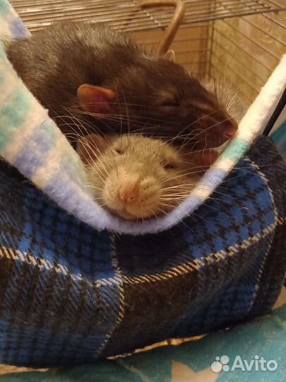 Передержка грызунов длительная. Зоотакси