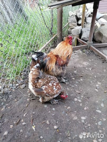 Петух и курица
