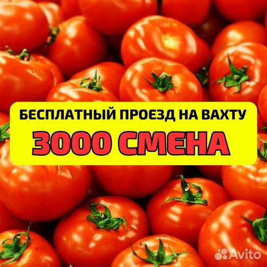 Выезд бесплатно, сборщик овощей, вахта