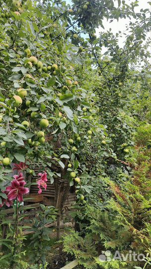 Яблоки домашние