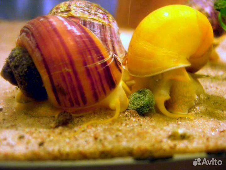 Улитки ампулярии