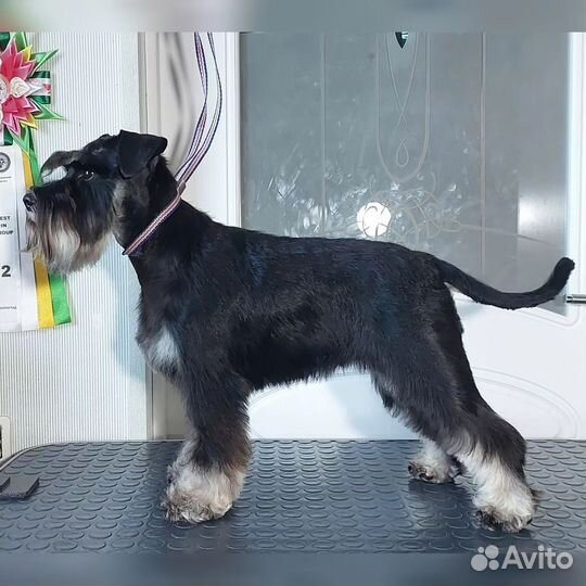 Груминг собак и кошек, тримминг, экспресс линька