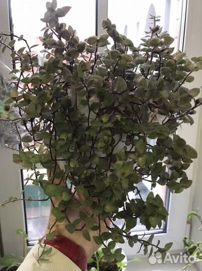 Каллизия мелколистная, филодендрон бархат, срезы