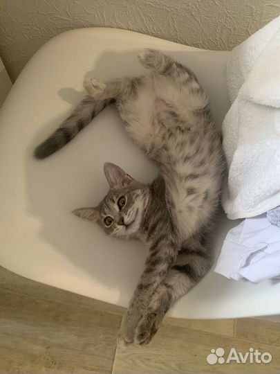 Ласковый котенок-девочка ищет заботливый дом