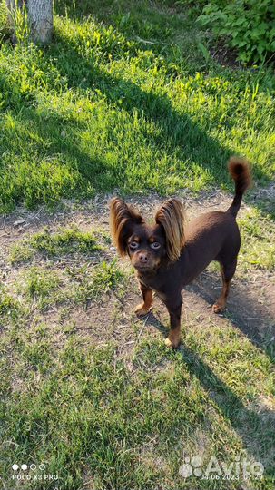 Московский той-терьер