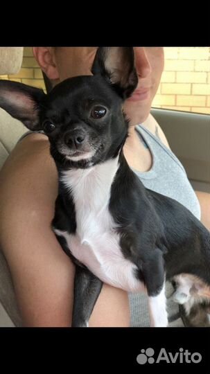 Вязка Чихуахуа