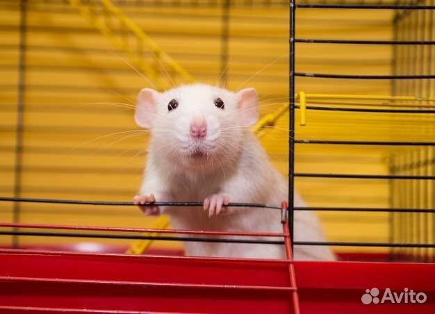 Крыса дамбо