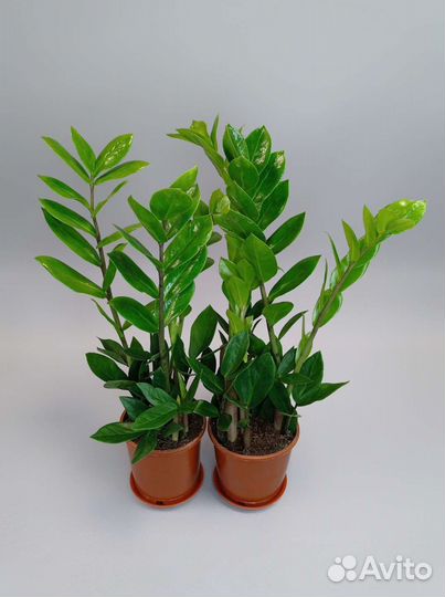 Замиокулькас