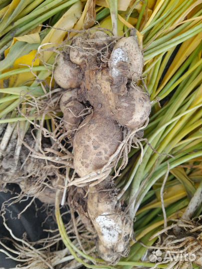 Клубни каллы