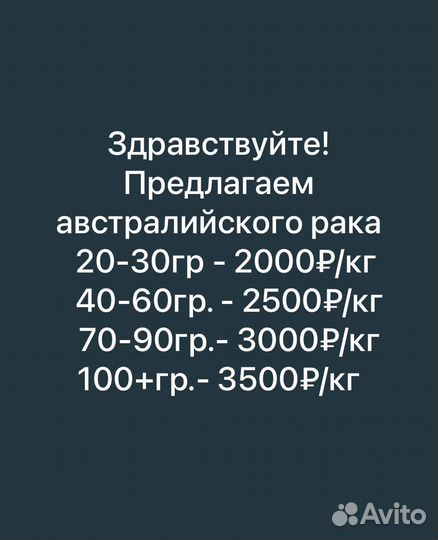 Рак живой Австралийский