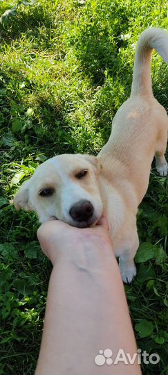 Собака в добрые руки