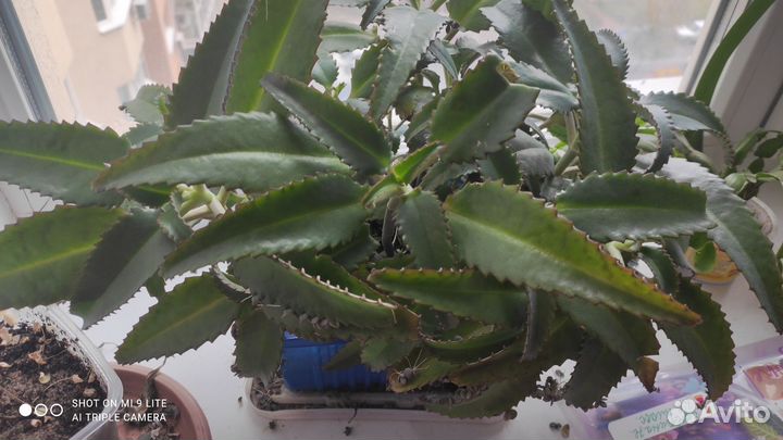 Каланхоэ лечебное