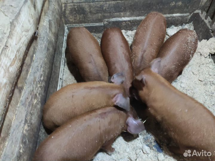 Поросята породы дюрок