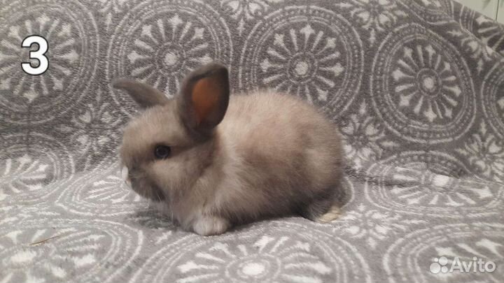 Мини карликовый кролик
