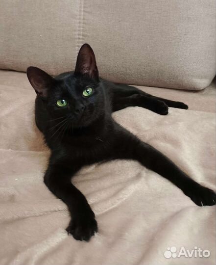 Зеленоглазка ищет семью