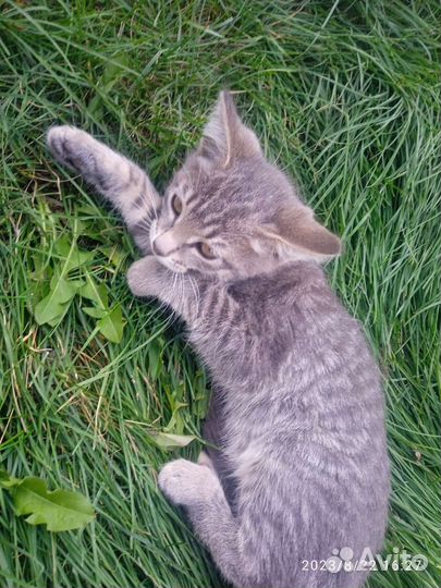 Отдам кошку