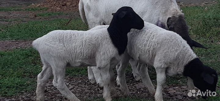 Овцы дорпер