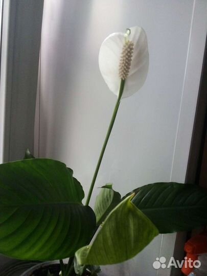 Спатифиллум (женское счастье)