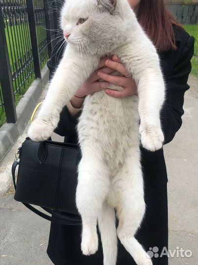 Найден котик