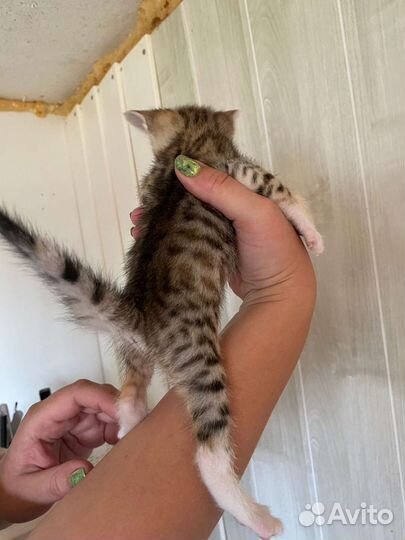 Бенгальские котята