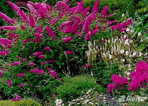 Будлея малиновая