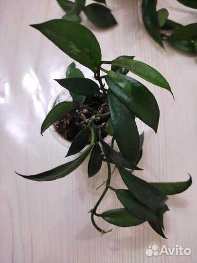 Хойя лакуноза
