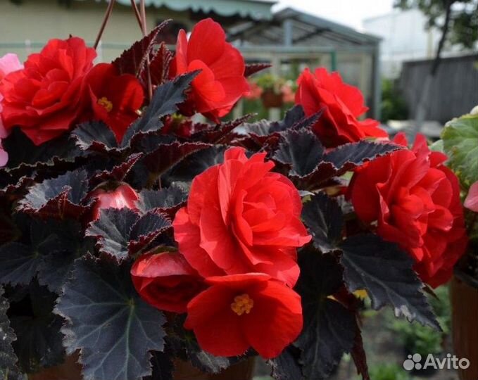 Бегония мультифлора Максима Швейцария