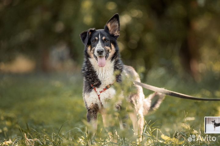 Пёс в добрые руки