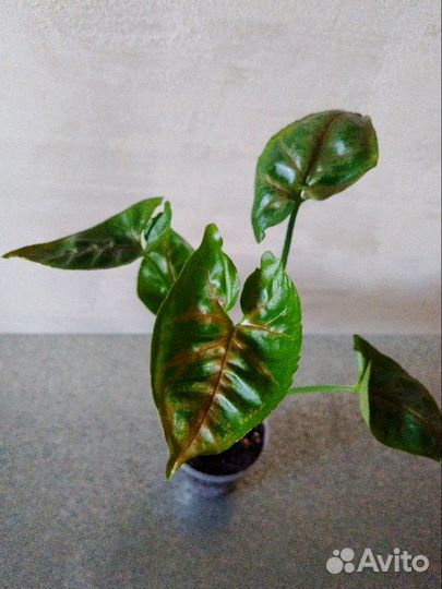 Сингониумы