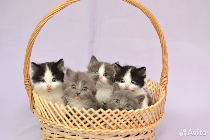 Котята