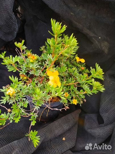 Лапчатка желтая